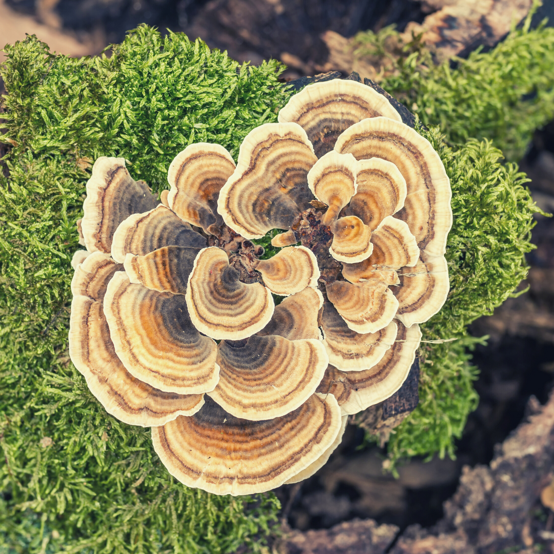 Health Benefits & Ancient Uses for Turkey Tail Mushroom