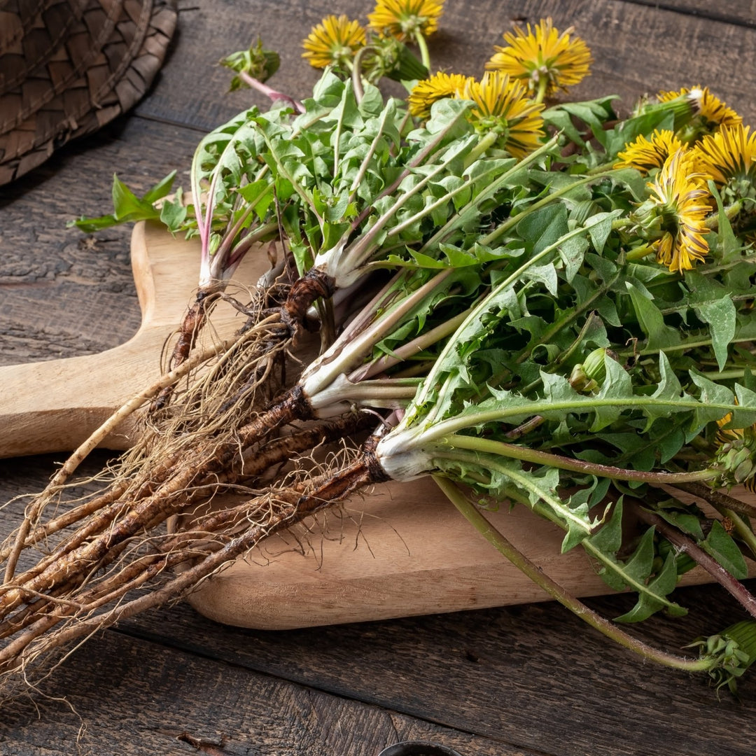 Health Benefits of Dandelion - Lunar Herbals