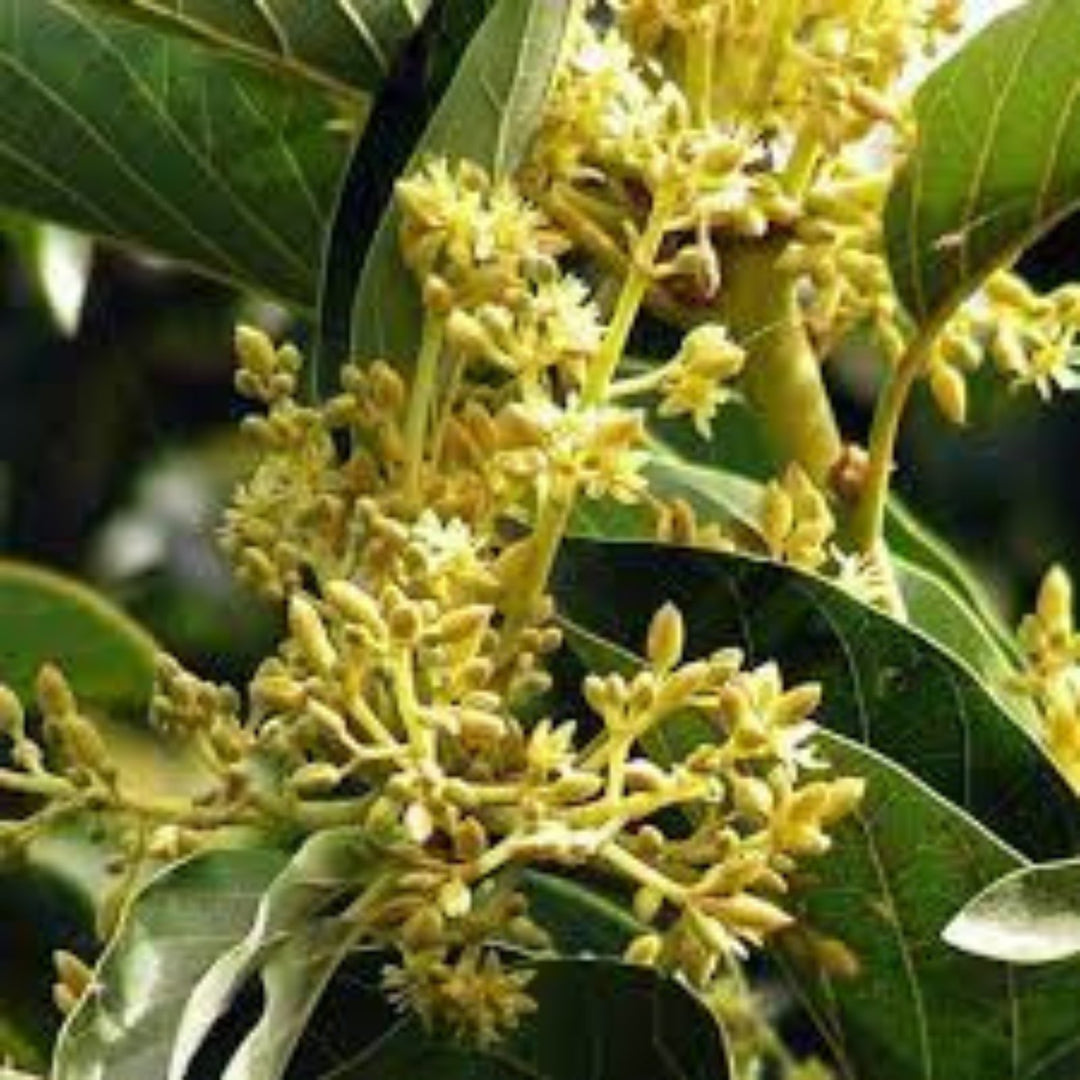 Health Benefits of Muira Puama - Lunar Herbals