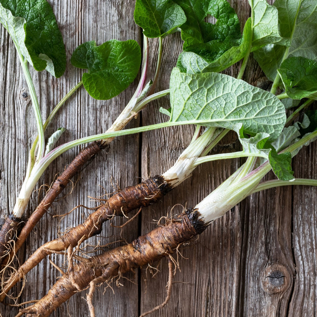 Heath Benefits and Historical Uses of Burdock Root - Lunar Herbals