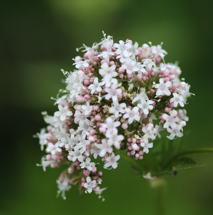 Valerian Root for Muscle Spasms